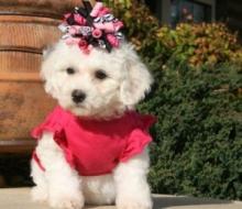 Puppies for sale , maltipoo - Armenia, Vanadzor