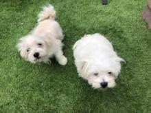 Puppies for sale maltese - Finland, Rovaniemi