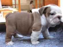 Puppies for sale english bulldog - Poland, Bielsko-Biala. Price 700 €