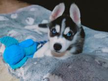 Puppies for sale haski, husky siberian - Finland, Alajarvi