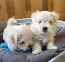 Puppies for sale maltese - Russia, Astrakhan