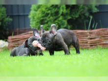 Puppies for sale french bulldog - Poland, Otwock