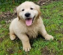 Puppies for sale golden retriever - Netherlands, Amsterdam. Price 700 $