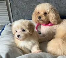 Puppies for sale other breed, maltipoo pups - United Kingdom, Lancashire