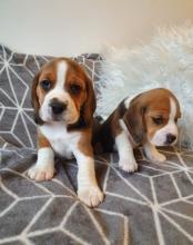 Puppies for sale beagle - Finland, Alajarvi