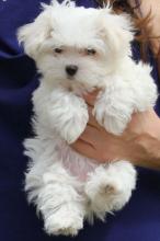 Puppies for sale maltese - France, Paris