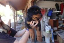 Puppies for sale rottweiler - Poland, Czestochowa. Price 700 €