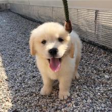 Puppies for sale golden retriever - Czech Republic, Bratislava