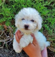 Puppies for sale , bichon frise - Sweden, Helsingborg