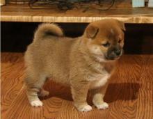Puppies for sale golden retriever - Cyprus, Nicosia