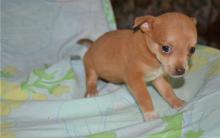 Puppies for sale chihuahua - Cyprus, Nicosia