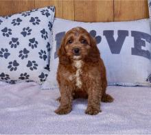 Puppies for sale , cockapoo - Poland, Warsaw