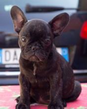 Продам щенка french bulldog - Slovenia, Shabatts