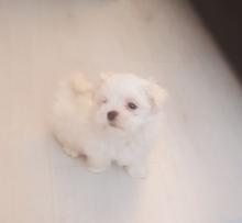 Puppies for sale maltese - Germany, Frankfurt an der Oder. Price 250 €