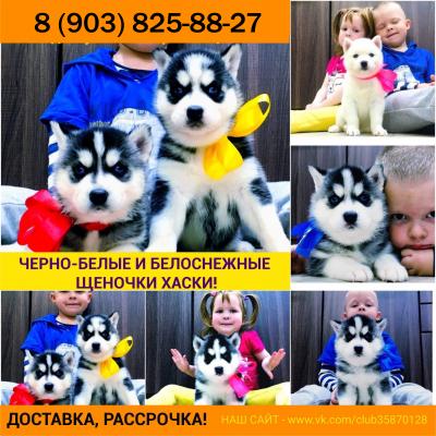 Продам щенка Хаски - Россия, Нижний Новгород