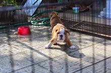 Puppies for sale english bulldog - Sweden, Stockholm