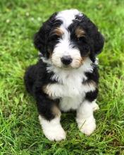 Puppies for sale bernese mountain dog - Germany, Wismar. Price 250 €