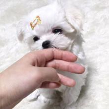 Puppies for sale maltese - Spain, Burgos