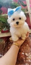 Puppies for sale maltese - Canada, British Columbia, Vancouver