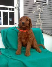 Puppies for sale , goldendoodle - Netherlands, Utrecht