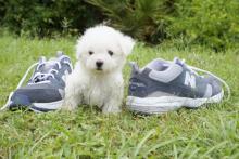 Puppies for sale , maltipoo - Italy, Rapallo