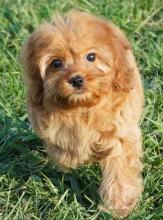 Puppies for sale ,  cockapoo - Uzbekistan, Andijan