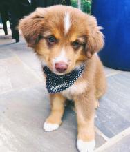 Puppies for sale australian shepherd - Lithuania, Vilnius