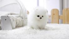 Puppies for sale pomeranian spitz - Sweden, Norcheping