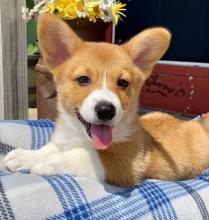 Puppies for sale , welsh corgi pembroke - Spain, Seville