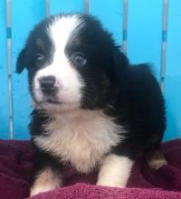 Puppies for sale australian shepherd - Ukraine, Kharkiv