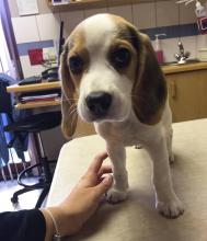 Puppies for sale beagle - Lithuania, Vilnius