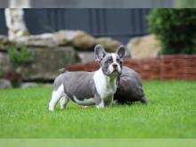 Puppies for sale french bulldog - Netherlands, Hoorn