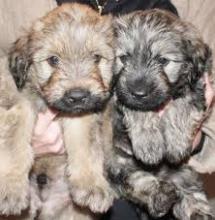 Puppies for sale catalan sheepdog - United Kingdom, Bristol