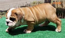 Puppies for sale english bulldog - Lithuania, Kaunas