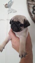 Puppies for sale pug - Portugal, Portalegre. Price 250 €