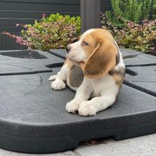 Puppies for sale beagle - Netherlands, Utrecht