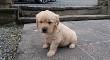 Puppies for sale golden retriever - Spain, Seville. Price 250 €