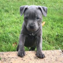 Puppies for sale staffordshire bull terrier - France, Paris