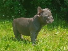 Puppies for sale french bulldog - Italy, Bologna