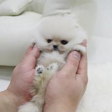 Puppies for sale pomeranian spitz - Netherlands, Hoorn