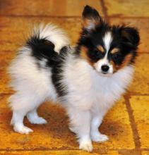 Puppies for sale papillon and phalene - Finland, Helsinki, Espoo