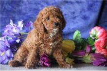 Puppies for sale , cockapoo - Romania, Alexandria