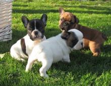 Puppies for sale french bulldog - Germany, Braunschweig