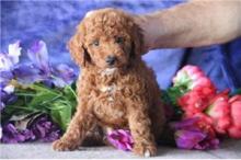 Puppies for sale , cockapoo - Denmark, Odense