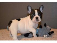 Puppies for sale french bulldog - Portugal, Aveiro