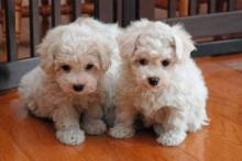 Puppies for sale , maltipoo - Cyprus, Limassol