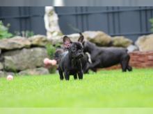 Puppies for sale french bulldog - United Kingdom, Nottingham