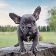 Puppies for sale french bulldog - Denmark, Odense