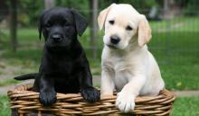 Puppies for sale labrador retriever - Slovenia, Shabatts