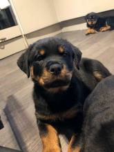 Puppies for sale rottweiler - United Kingdom, Belfast. Price 32 €
